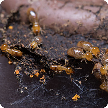 bee removal service