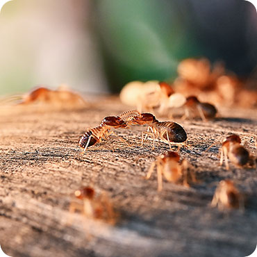 bee hive control